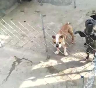 扑克牌发二张教学飞张教程