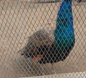 临沂,书法广场,丫头