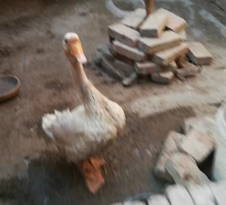 抖音lD:lh18428074017