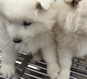 头发少就用盘发器梳好的丸子看起来头发特多.