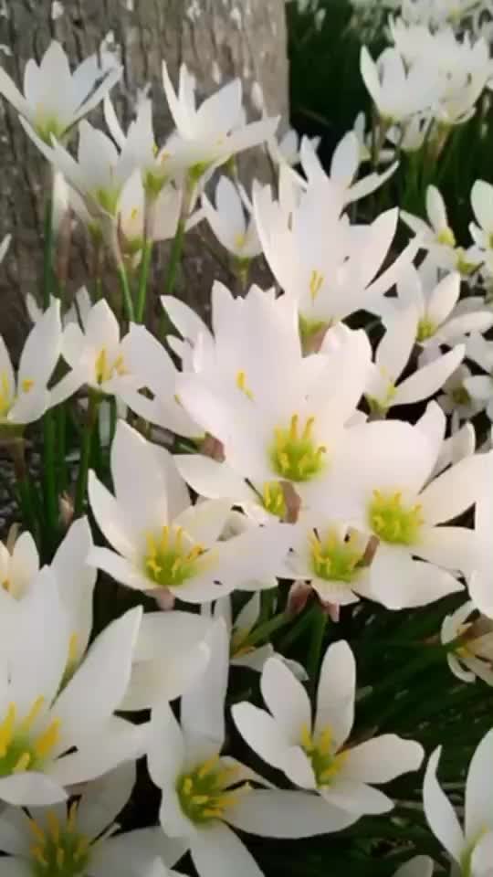 .QQ飞车直播间_.QQ飞车视频直播 -上YY