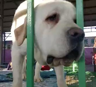 唐人街和探案二,王宝强,主演