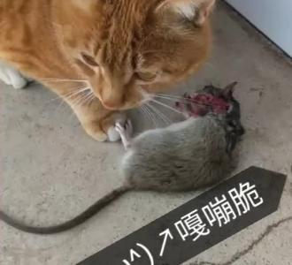 YY65326269英雄联盟开黑工会