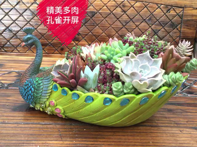 多肉静距离直播间 - 多肉静距离个人资料 - 186