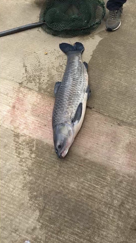 460丶青 青《法务部助理》最新直播作品全集_