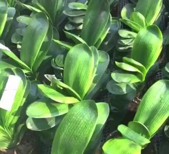 【手工制作分享的小视频】视频直播-YY