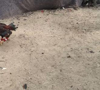 【今天看到斗鸡比赛,第一次看】视频直播-YY