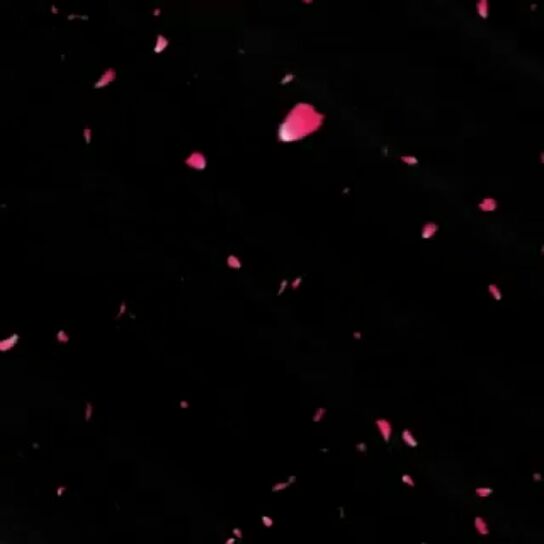 戒赌视频直播全集_戒赌资料大全-YY官方