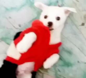 【快手红人四平怡姐成名作!】视频直播-YY