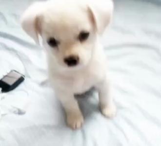 【快手红人四平怡姐成名作!】视频直播-YY