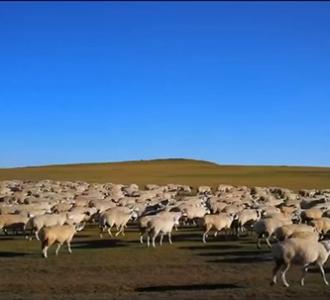 第一次来内蒙的韩国人看到烤羊腿都震惊啦!.