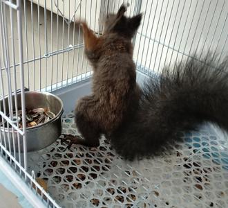 仙洋队形马上就打小松