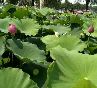 酒吧振色子技巧解说