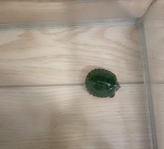 【兰花快死了,怎么办】视频直播-YY