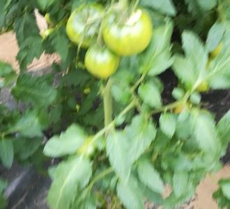 【卖货】视频直播-YY