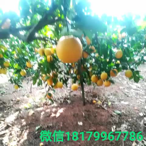 橙子哥视频直播全集_橙子哥资料大全-YY官方