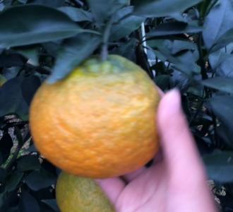 橘子妹分享的小视频