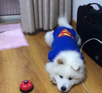 【最近最火的胶带测试狗】视频直播-YY