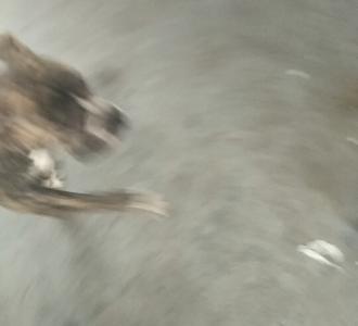 又知道这是什么的吗老铁975次播放