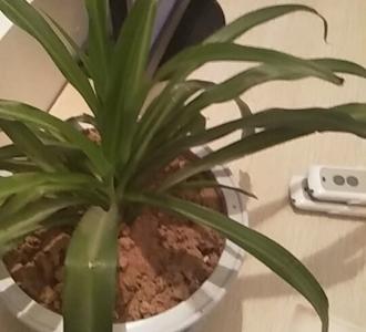 【公司搞表演】视频直播-YY