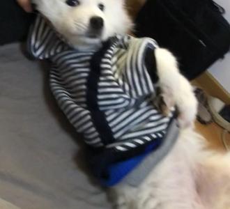 【最近最火的胶带测试狗】视频直播-YY