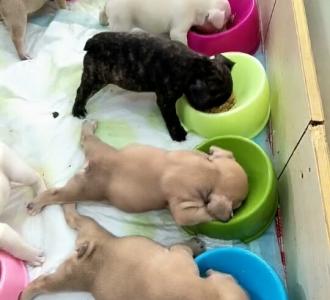 【挨打要立正】视频直播-YY