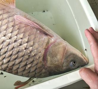 【茶哥筏钓求关注】视频直播-YY