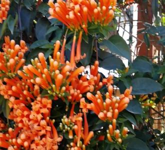 【抖音lD:lh18428074017】视频直播-YY