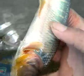 【著名歌手,赵鑫(许多年以后)原唱,哈尔滨斯卡