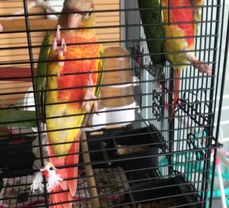 【#一起涨知识#火龙果加酸奶蜂蜜代替晚餐减