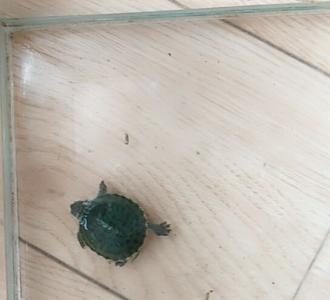 【兰花快死了,怎么办】视频直播-YY