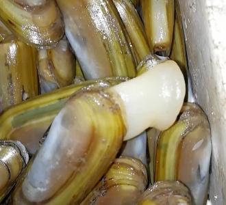 #粘土# 冰雪女王