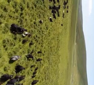 第一次来内蒙的韩国人看到烤羊腿都震惊啦!.