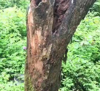 军中绿花唢呐简谱教程