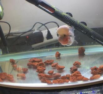 拉面胶制作方法