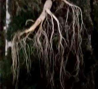 军中绿花唢呐简谱教程