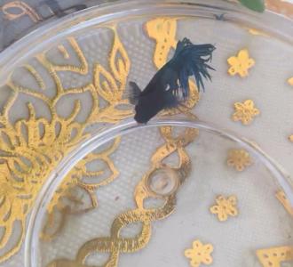 【别搞我!】视频直播-YY