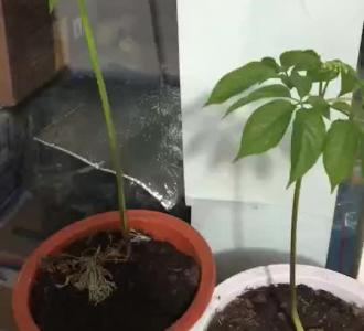 YY户外歌手王亮