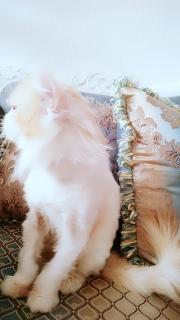 甜心Baby 求大神带我杀上王者的YY小视频空间