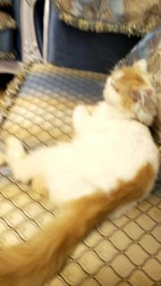 甜心Baby 求大神带我杀上王者的YY小视频空间