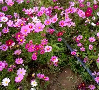 最近的韩语歌都这么炸吗?好听!