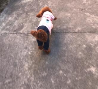 【#萌宠日常#又忍不住撕纸】视频直播-YY