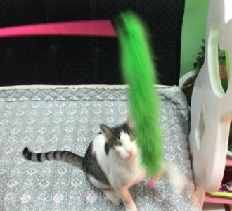 【集中双元音】视频直播-YY