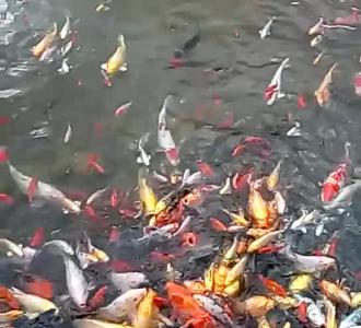 喜欢我的作品点亮小红心,关注我哦252次播放