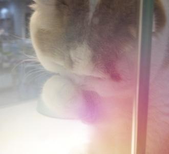 娶媳妇的三金你有吗双击666金毛蛋黄家有.18