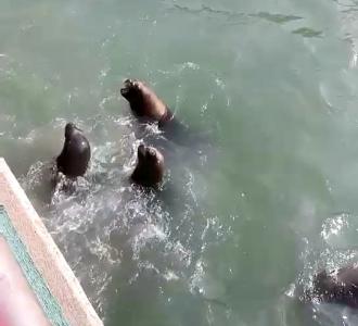 必备神器手机声卡录段子直播必备