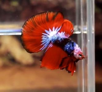 【罗汉鱼 观赏鱼 热带鱼 分享的小视频】视频直