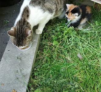 【一段很有立体感的口哨舞抖音小助手】视频直