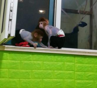 拼多多签到提现骗局