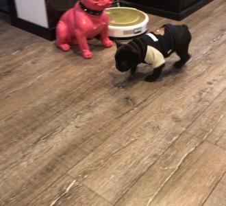 【#萌宠日常#怎么什么都要咬的啊】视频直播